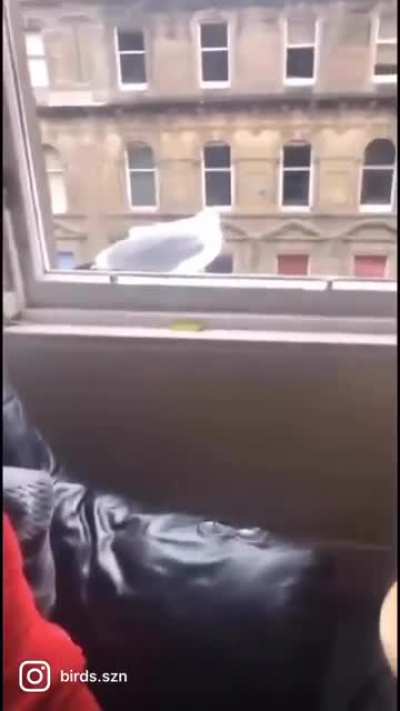 .....and he was never seen again