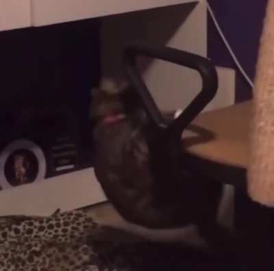 Poor kitty