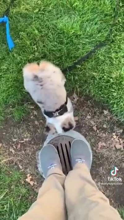 Herding dog