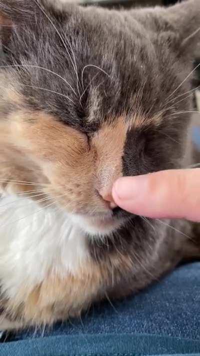 How can someone rubbing the bridge of your nose make you this happy?