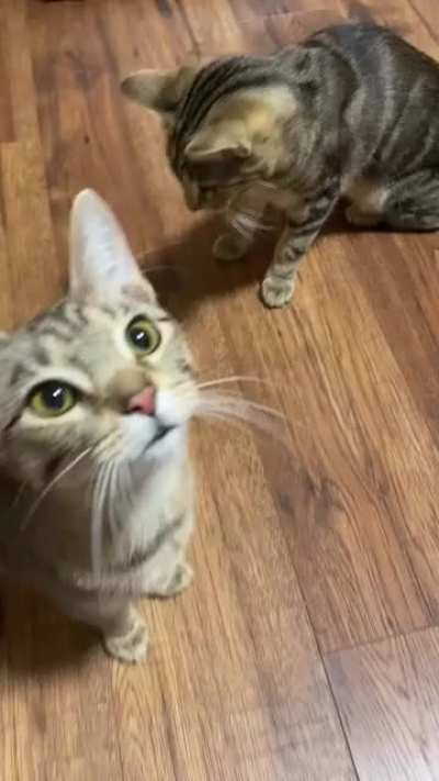 In honor of Toro’s 1st birthday, here is a compilation of his constant yelling