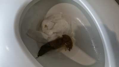 CnG clog the toilet together. [f] OC