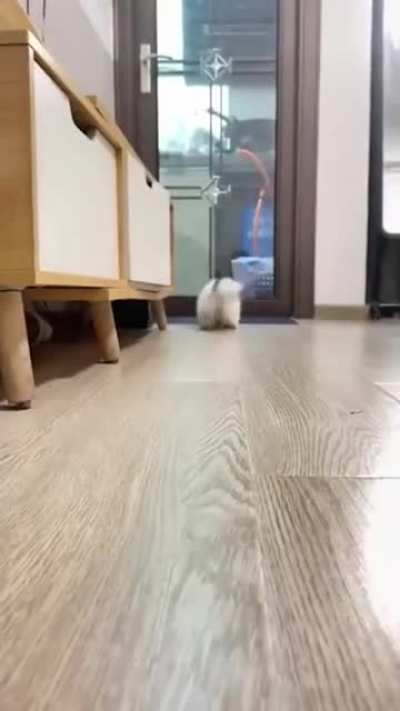 Kitten plays fetch just like a doggo..
