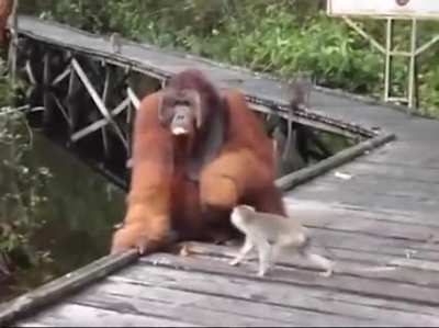 And the darwin award goes to the tree rat who stole banana from orangutan's mouth