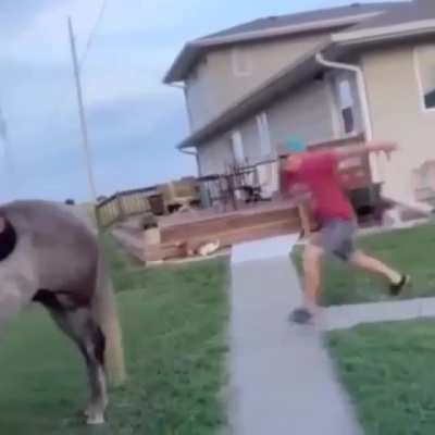 how to ride a horse for beginners