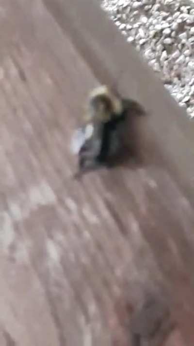bee