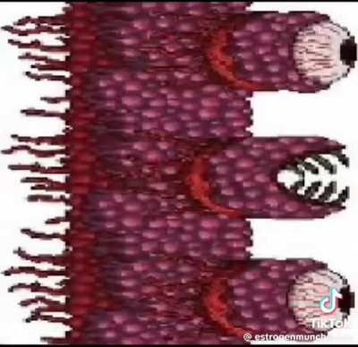 wall of flesh