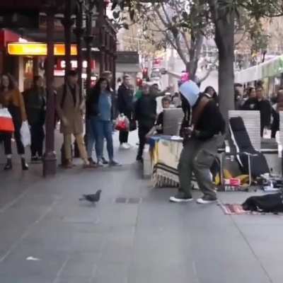 I will never tire of watching this clip of a pigeon rocking out with a street musician