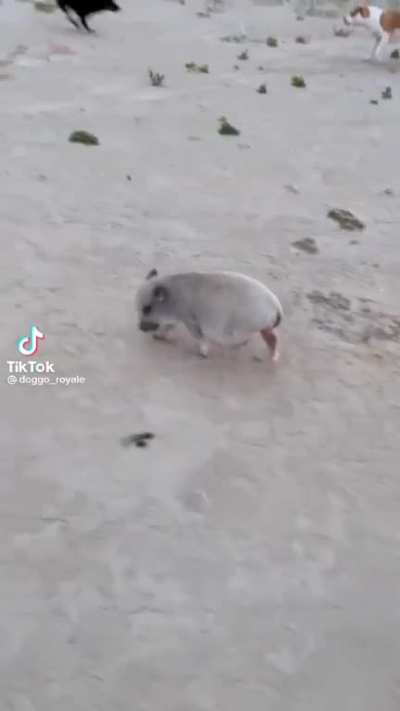 🐖