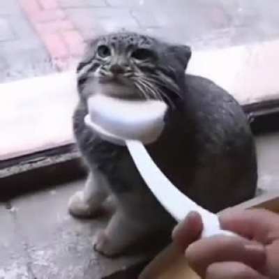 manul brush