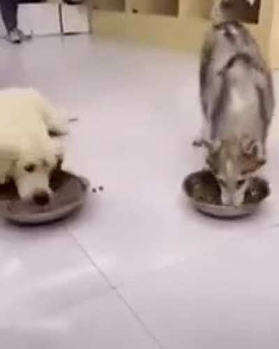 No chew - only eat!