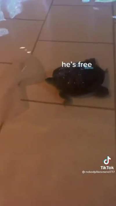 Turtle is happy the home flooded