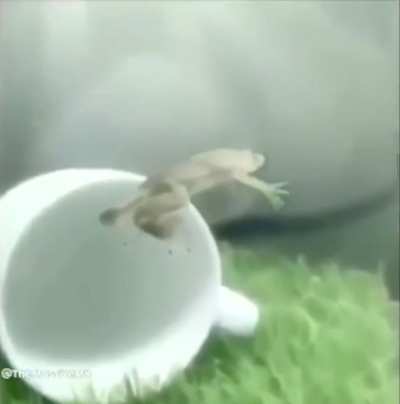 Frog