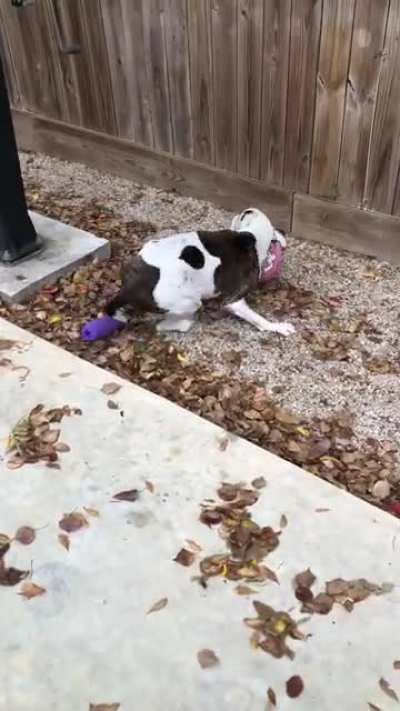 I clean pools and run into lots of dogs. This older gentleman is always trying to show off to me even though his body is aging. I don’t even know his name, but he made my day.