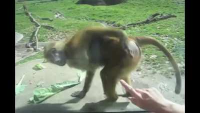 This monkey