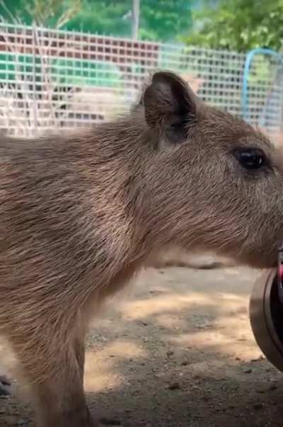 Super cute baby Capy