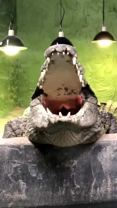 Didn't know crocodiles can actually roar like that, it sounds epic! (I don't know if it was posted here before)