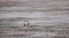 Bald eagle snatches a rabbit from a red fox