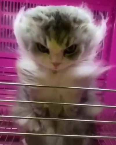 cat dryer model
