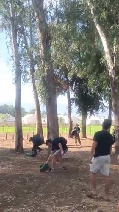 just some guys trying to get a ball off a tree