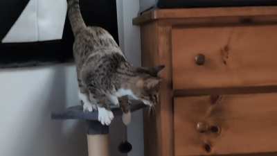 touch tha froggies