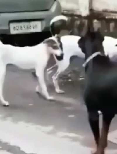 Every body's gangsta until local boi bites ya