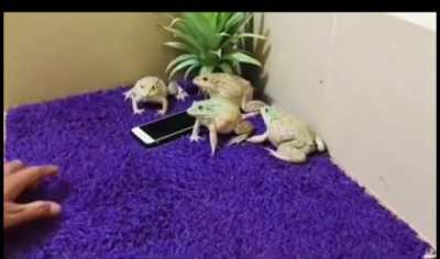 Guard frogs