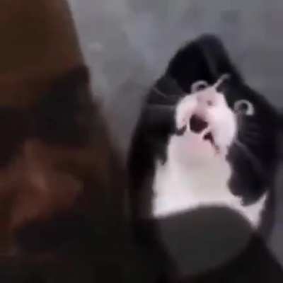 cat