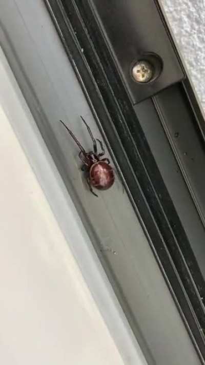 Do I use petrol or kerosene to burn the house down??? She was the size of a €2 coin.