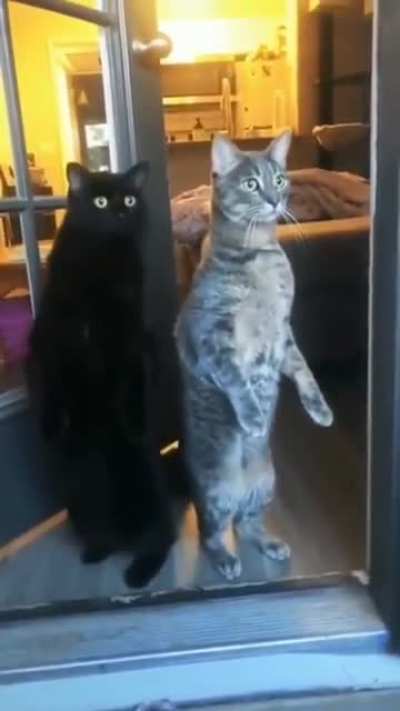 meowow