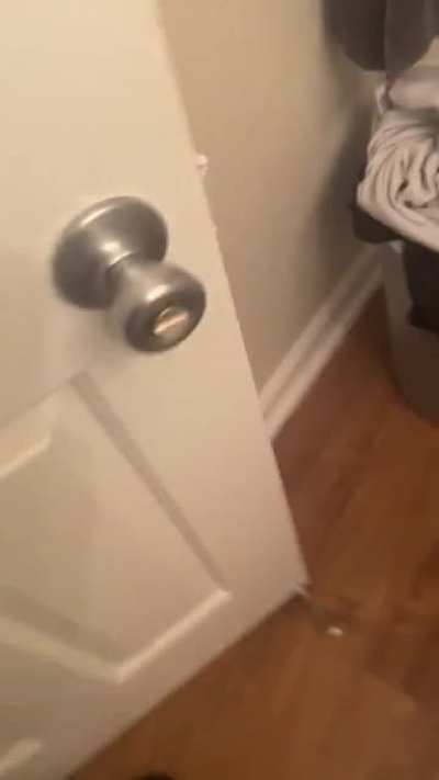 My dog didn’t appreciate me hiding behind the door