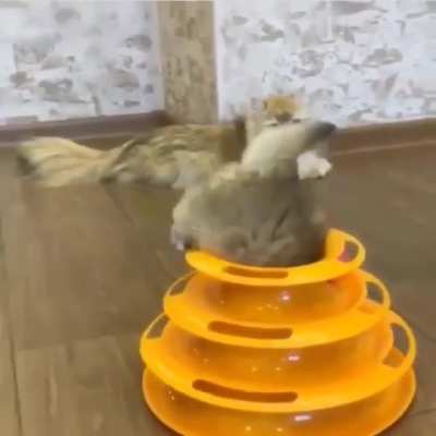 hElpLeSs KiTtEn fAllS iNtO aCtivE vOlcAno aNd iS MeLtEd ALivE