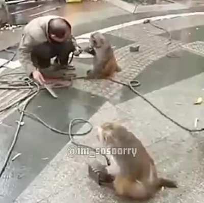 🔪🐒