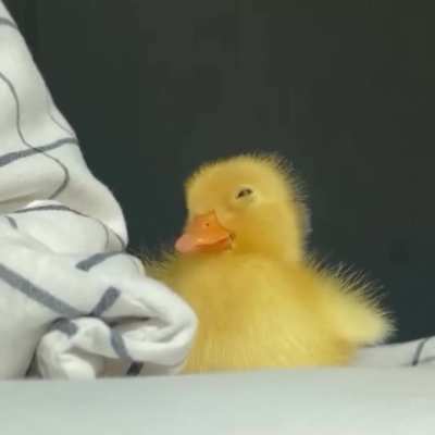 Sleepy 🐥