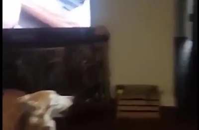 Awooo