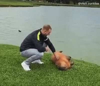 No meme today, just wholesome capybara