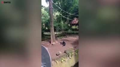 Funny Chimp