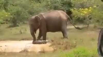 Elephant Mom Saving her Calf from a Crocadile in Yala - Sri Lanka (VC : Dhananjaya Naranbadda)