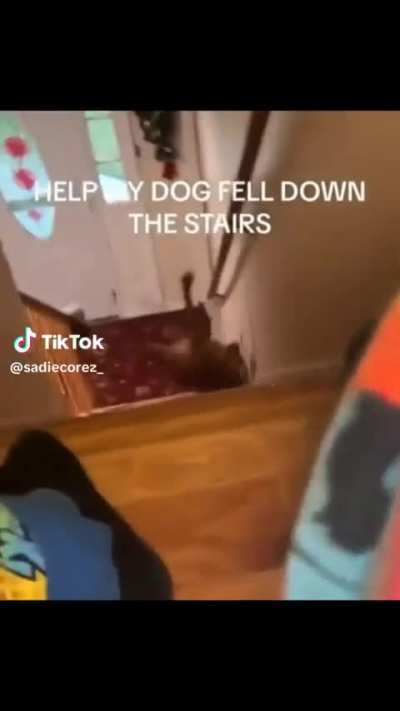 Poor dog