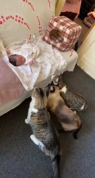 My 3 cats meeting my new born nephew