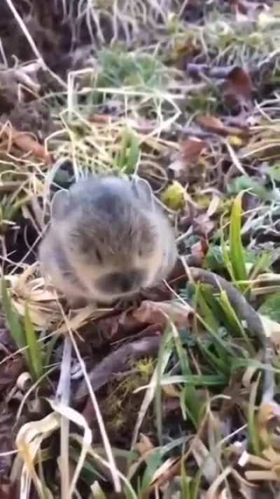 The most dangerous pika on the block