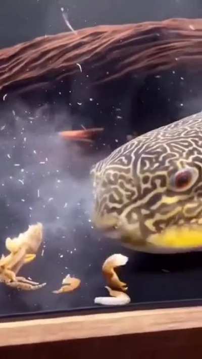 Oh a Nice Crab