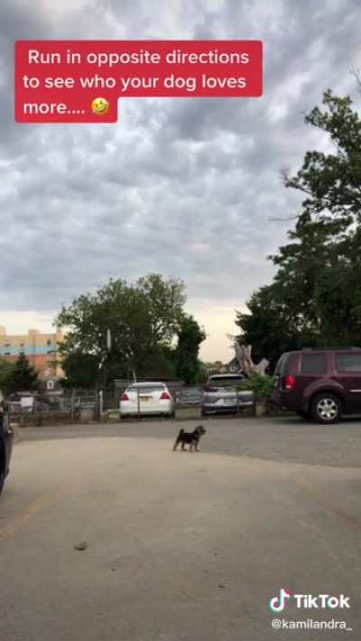 The dog broke