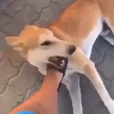SEM TITULO
