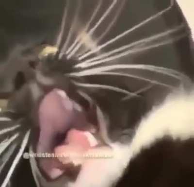 Miyaaaaaaaaaaaaaaaaannnn