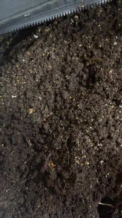 No overthinking! Gone for 3 months…. Midwest weather… THEY ARE FINE!