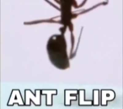Wow ant flip