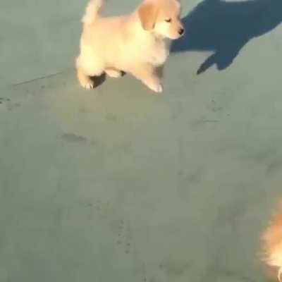 Senior dog meets a puppy and starts to feel like a kid again.