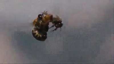 Male bee dies after ejaculation while mating with a queen bee