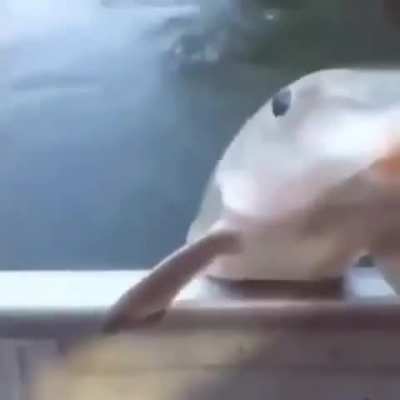 fih